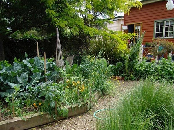 Single Dwelling with a new veggie garden