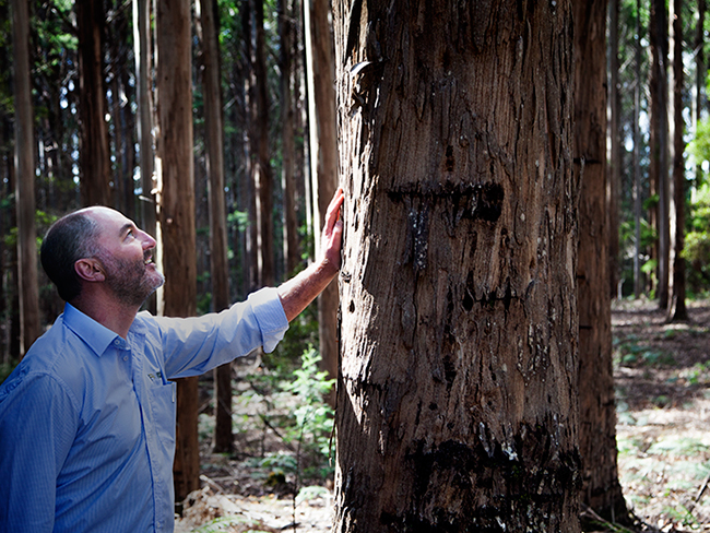 Shaun from Tasmanian Timber touching a Tree